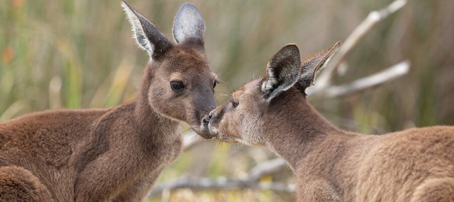 Busselton, Australia